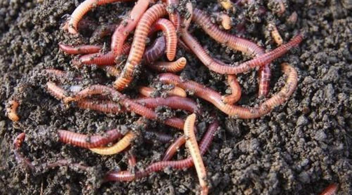 vermicompost business plan