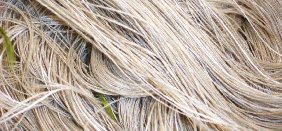 Linen fiber Industry examined in new market research report WhaTech